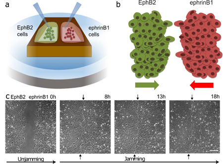 Surprising force patterns