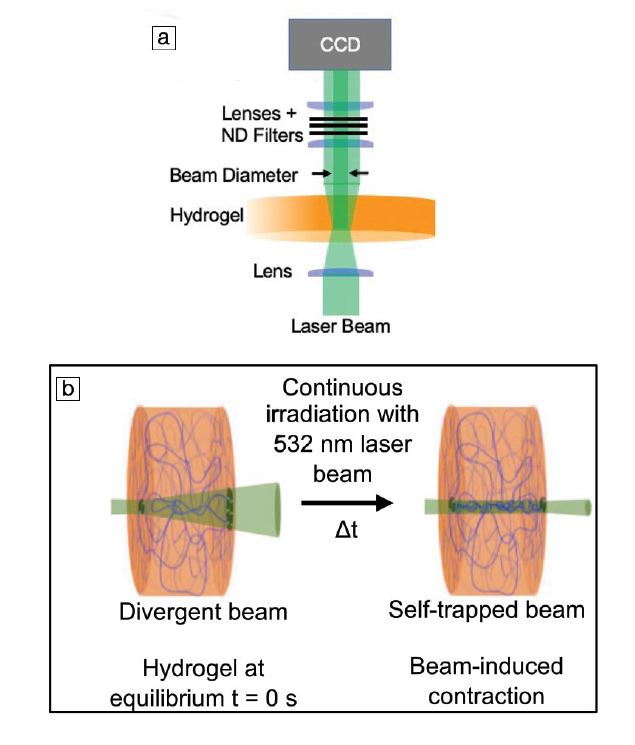 photoresponsive gel image