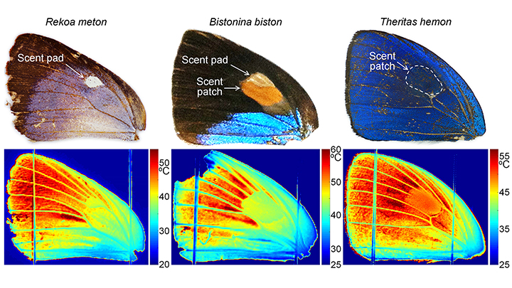 wing temp distribution