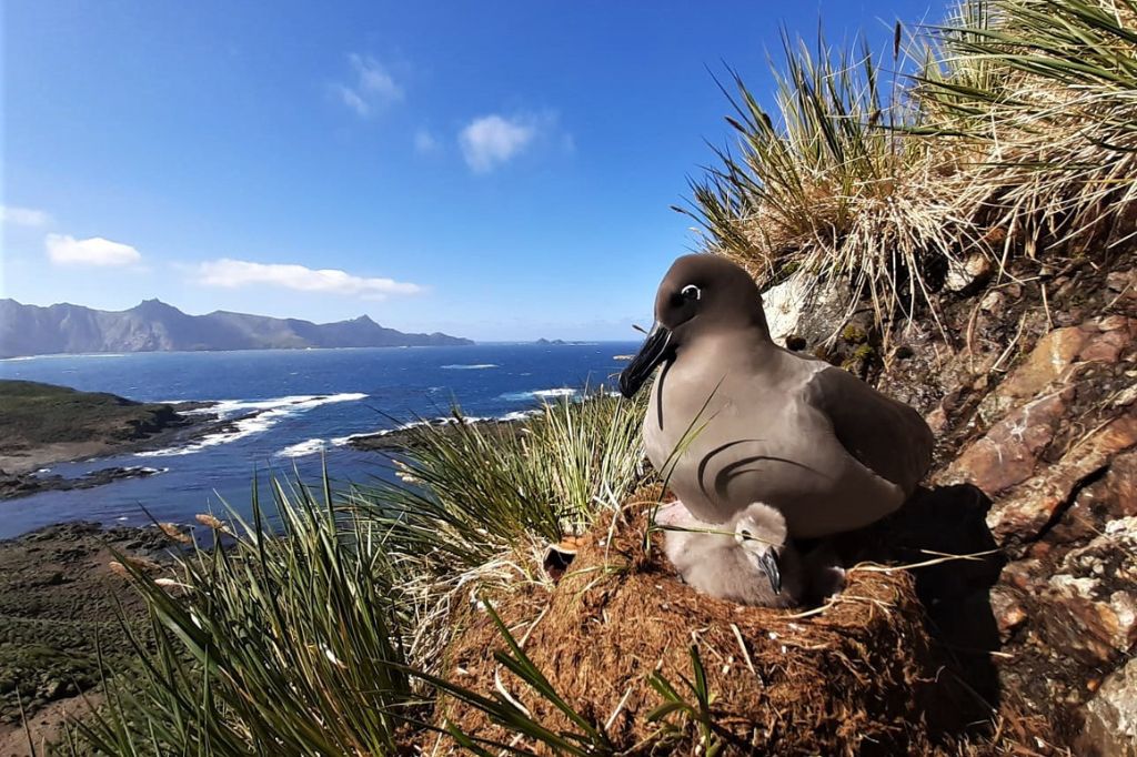 Seabirds and bycatch