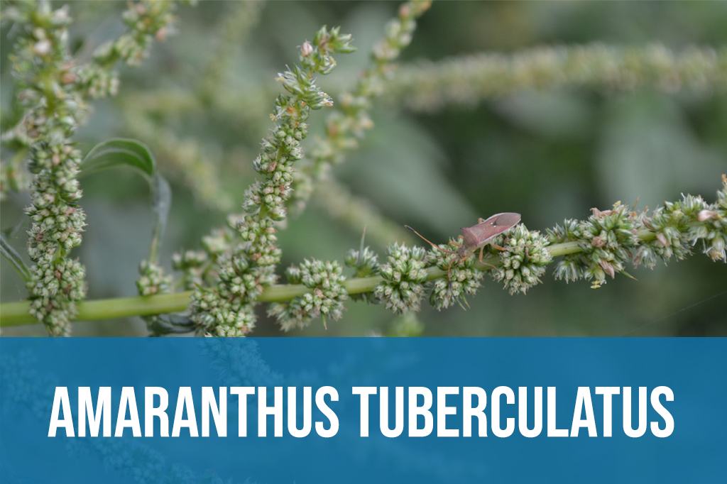 Amaranthus tuberculatus