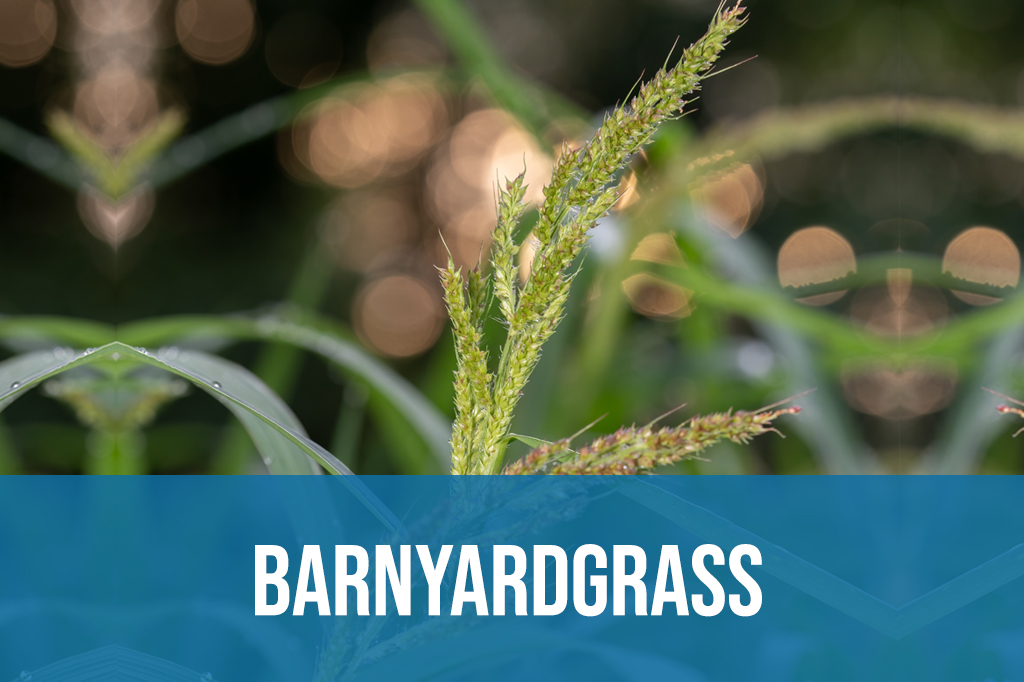 Barnyard Grass