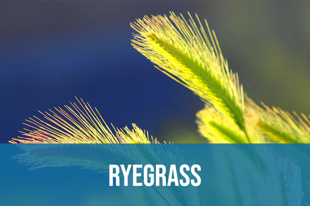 Ryegrass