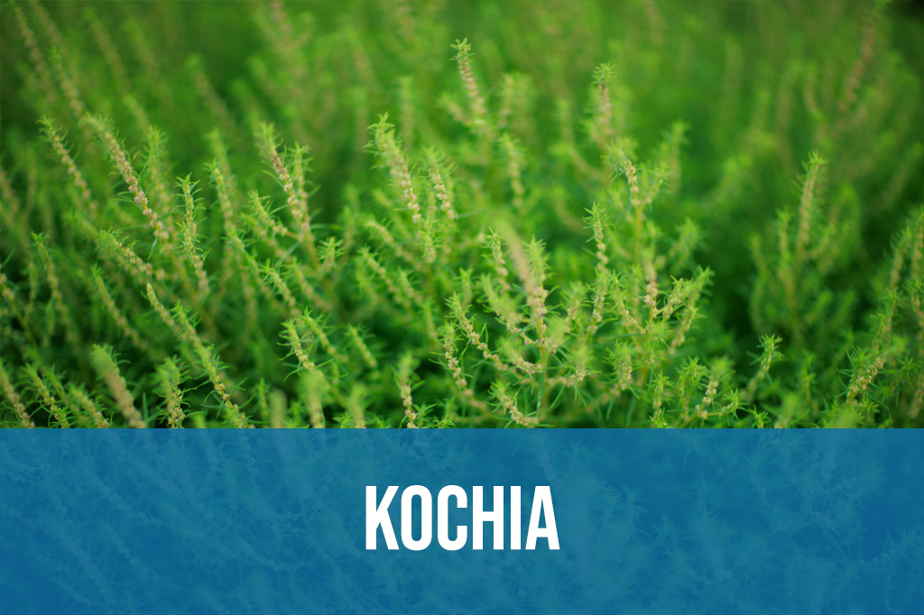 Kochia