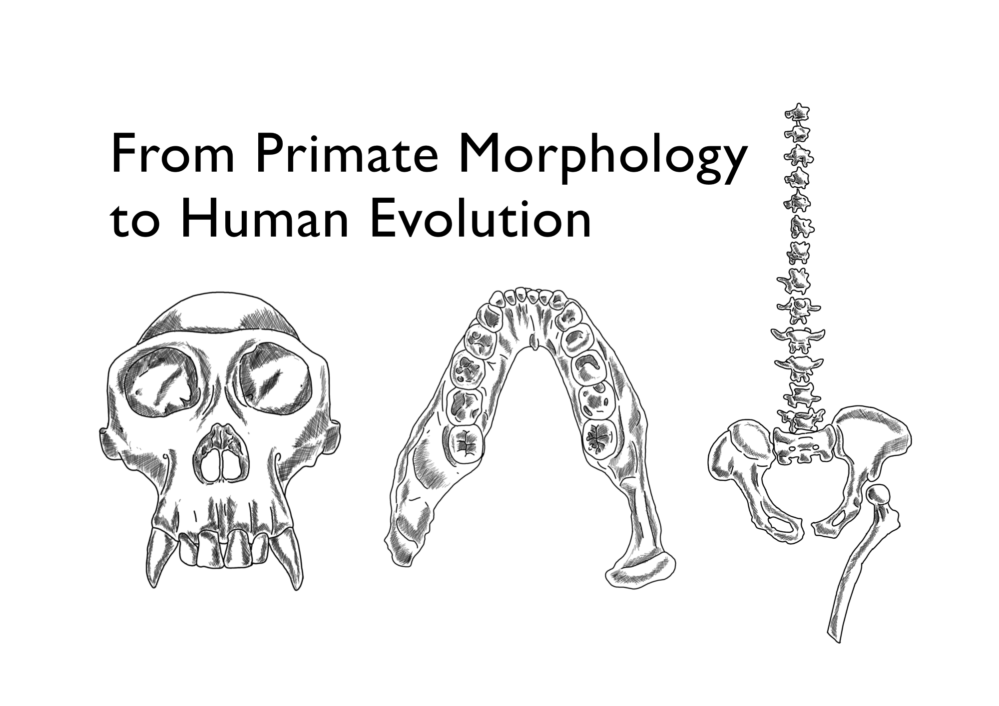 From primate morphology to human evolution: understanding extinct palaeobiology and behaviour using extant primate reference samples