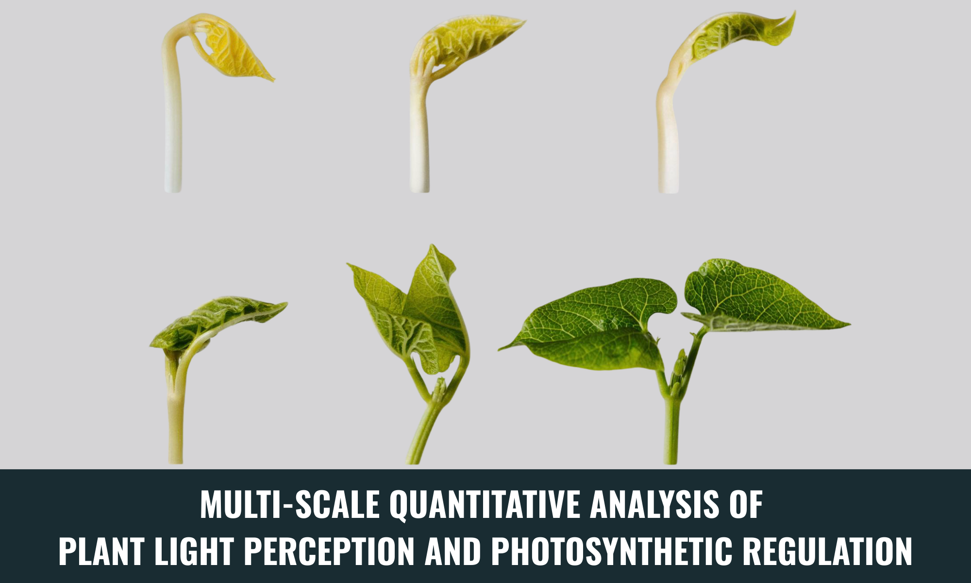 Multi-scale quantitative analysis of  plant light perception and photosynthetic regulation