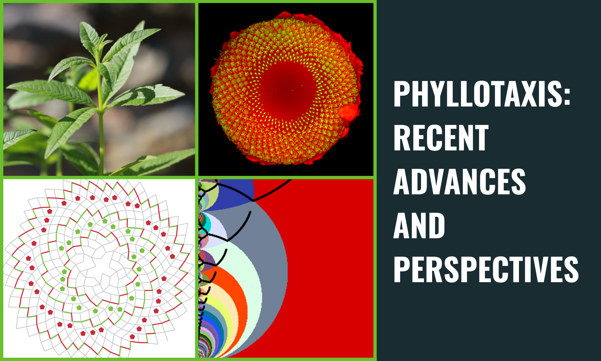 Phyllotaxis: recent advances and perspectives
