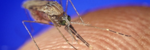 World Malaria Day