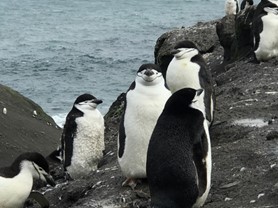 Different Perspectives on Antarctic Science, An Homage to Prof. Andrés Barbosa