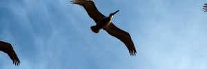 De-extinction and Rewilding