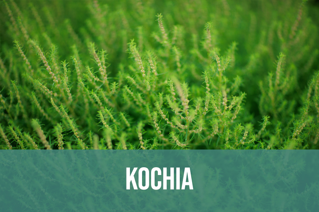 Kochia